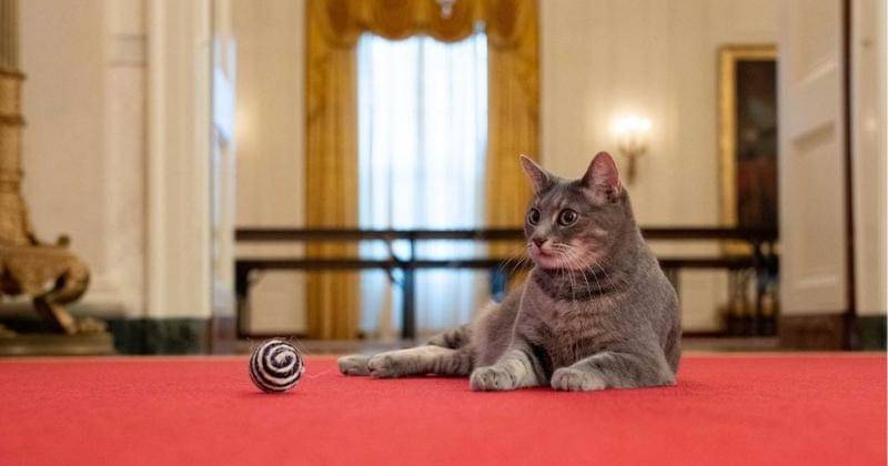 Instagram.com/willowfirstcat